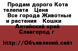  Продам дорого Кота-телепата › Цена ­ 4 500 000 - Все города Животные и растения » Кошки   . Алтайский край,Славгород г.